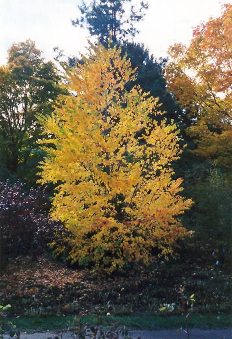Katsura Tree (Cercidiphyllum japonicum) at Vermeer's Garden Centre