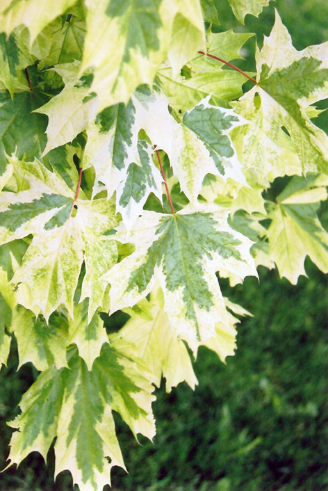 Harlequin Norway Maple (Acer platanoides 'Drummondii') at Vermeer's Garden Centre