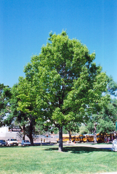 Red Oak (Quercus rubra) at Vermeer's Garden Centre