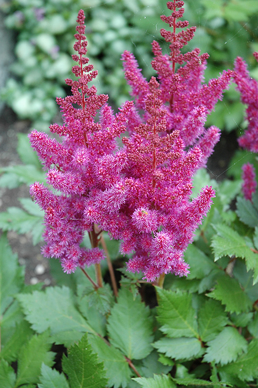 Visions Astilbe (Astilbe chinensis 'Visions') at Vermeer's Garden Centre