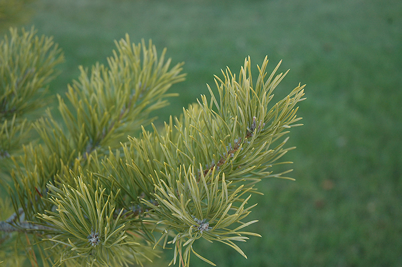 Scotch Pine (Pinus sylvestris) at Vermeer's Garden Centre