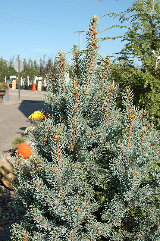 Iseli Fastigiate Spruce (Picea pungens 'Iseli Fastigiata') at Vermeer's Garden Centre