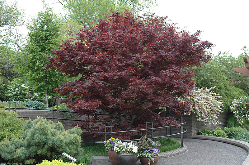 Bloodgood Japanese Maple (Acer palmatum 'Bloodgood') at Vermeer's Garden Centre