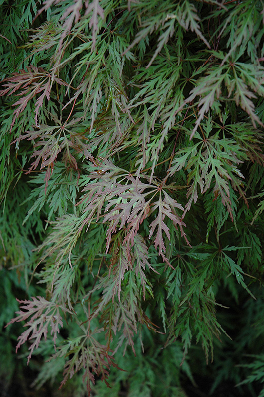 Orangeola Cutleaf Japanese Maple (Acer palmatum 'Orangeola') at Vermeer's Garden Centre
