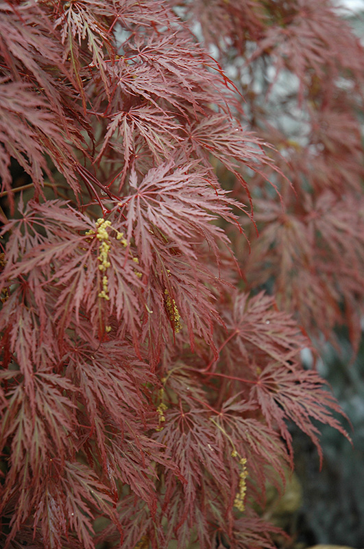 Inaba Shidare Cutleaf Japanese Maple (Acer palmatum 'Inaba Shidare') at Vermeer's Garden Centre