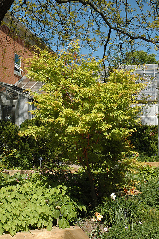 Coral Bark Japanese Maple (Acer palmatum 'Sango Kaku') at Vermeer's Garden Centre