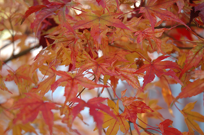 Butterfly Variegated Japanese Maple (Acer palmatum 'Butterfly') at Vermeer's Garden Centre