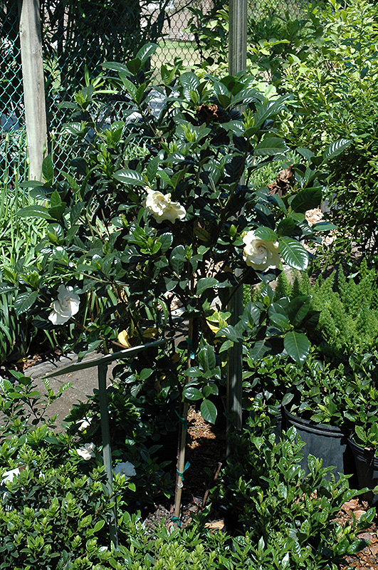 Gardenia (tree form) (Gardenia jasminoides '(tree form)') at Vermeer's Garden Centre