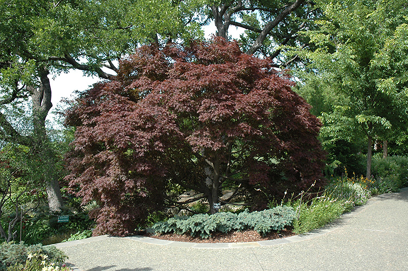 Burgundy Lace Japanese Maple (Acer palmatum 'Burgundy Lace') at Vermeer's Garden Centre