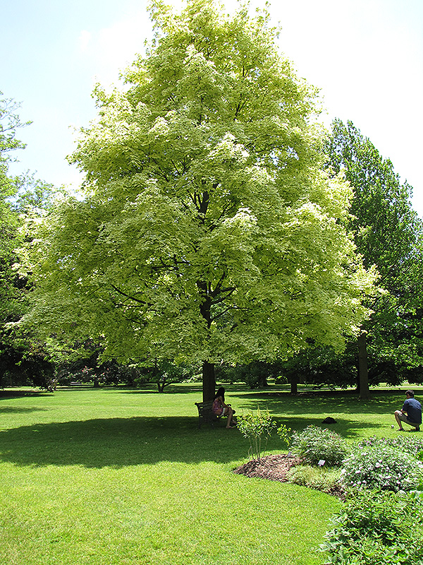Harlequin Norway Maple (Acer platanoides 'Drummondii') at Vermeer's Garden Centre