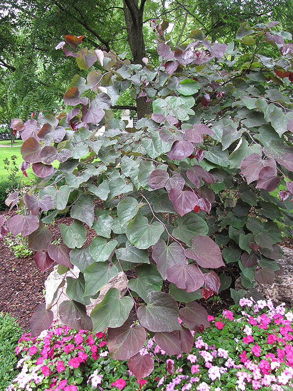 Forest Pansy Redbud (Cercis canadensis 'Forest Pansy') at Vermeer's Garden Centre