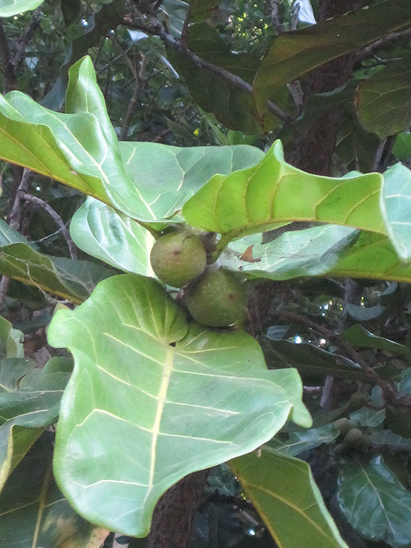 Fiddle Leaf Fig (Ficus lyrata) at Vermeer's Garden Centre
