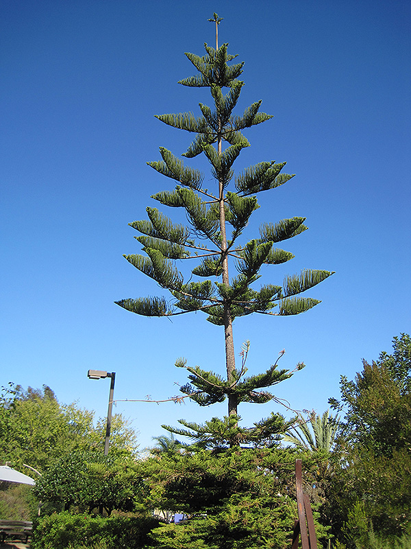 Norfolk Island Pine (Araucaria heterophylla) at Vermeer's Garden Centre