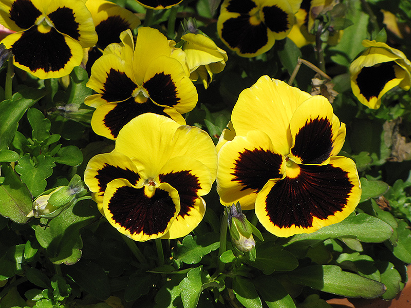 Delta Yellow With Blotch Pansy (Viola x wittrockiana 'Delta Yellow With Blotch') at Vermeer's Garden Centre