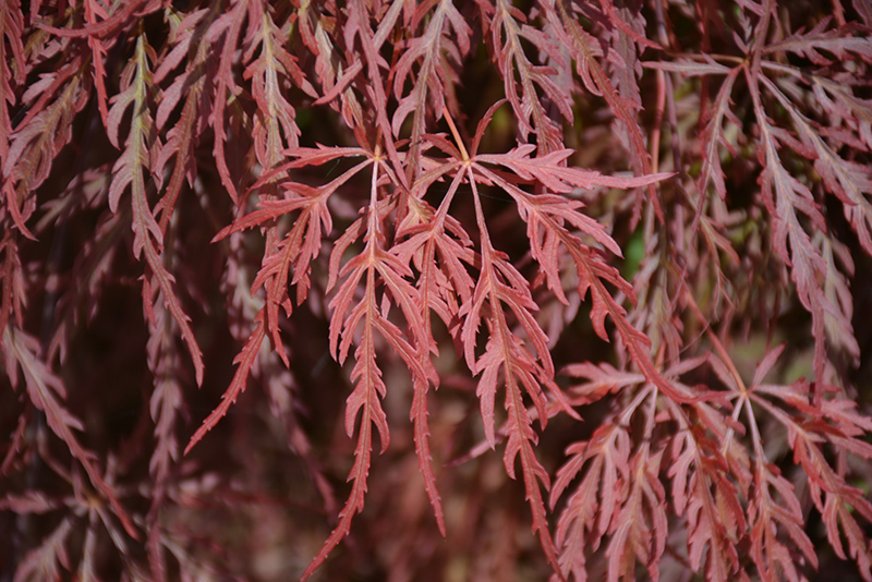 Red Select Japanese Maple (Acer palmatum 'Red Select') at Vermeer's Garden Centre