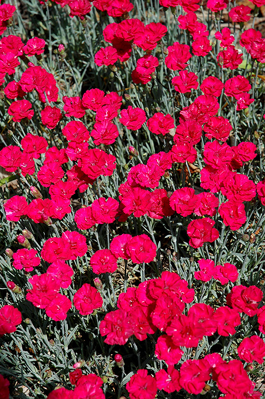 Frosty Fire Pinks (Dianthus 'Frosty Fire') at Vermeer's Garden Centre