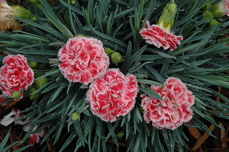 Coral Reef Pinks (Dianthus 'WP07OLDRICE') at Vermeer's Garden Centre