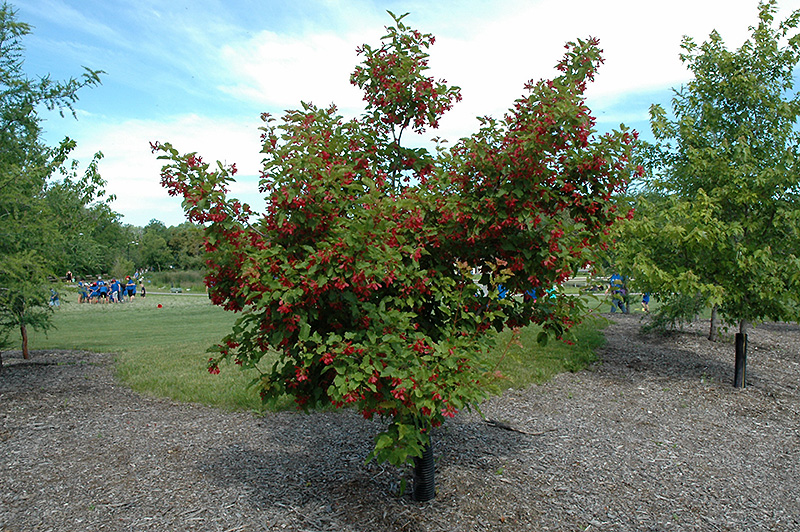 Hot Wings Tatarian Maple (Acer tataricum 'GarAnn') at Vermeer's Garden Centre