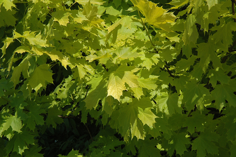 Princeton Gold Maple (Acer platanoides 'Princeton Gold') at Vermeer's Garden Centre