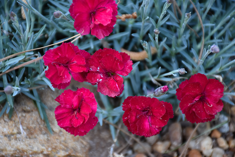 Frosty Fire Pinks (Dianthus 'Frosty Fire') at Vermeer's Garden Centre