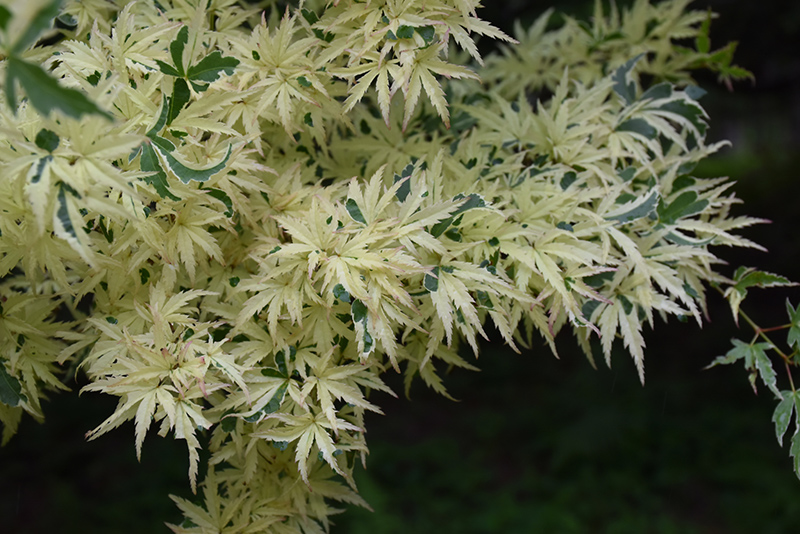 Butterfly Variegated Japanese Maple (Acer palmatum 'Butterfly') at Vermeer's Garden Centre