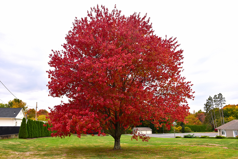 Red Maple (Acer rubrum) at Vermeer's Garden Centre
