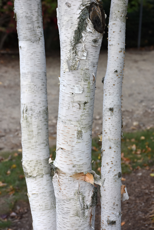Whitebark Himalayan Birch (Betula utilis 'var. jacquemontii') at Vermeer's Garden Centre