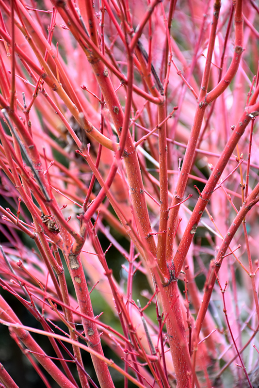 Coral Bark Japanese Maple (Acer palmatum 'Sango Kaku') at Vermeer's Garden Centre