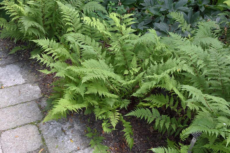 Lady in Red Fern (Athyrium filix-femina 'Lady in Red') at Vermeer's Garden Centre