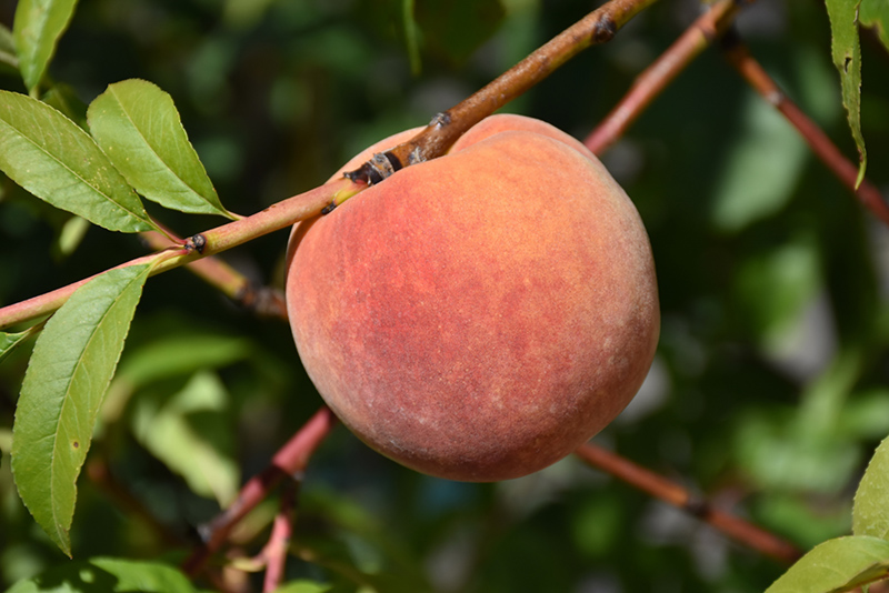 Redhaven Peach (Prunus persica 'Redhaven') at Vermeer's Garden Centre