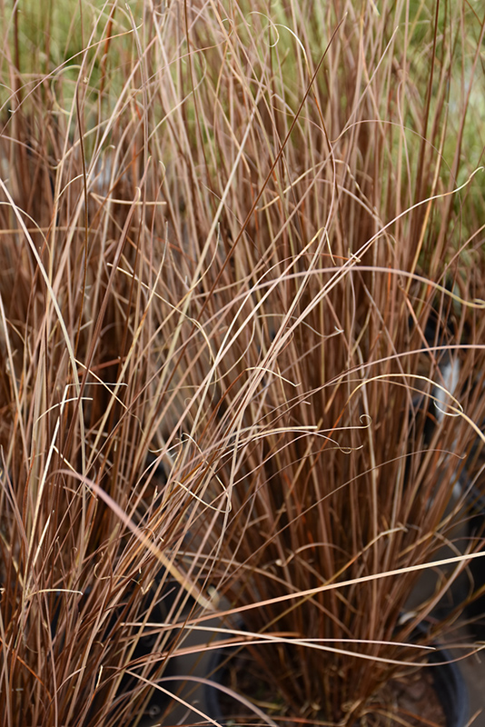 Red Rooster Sedge (Carex buchananii 'Red Rooster') at Vermeer's Garden Centre