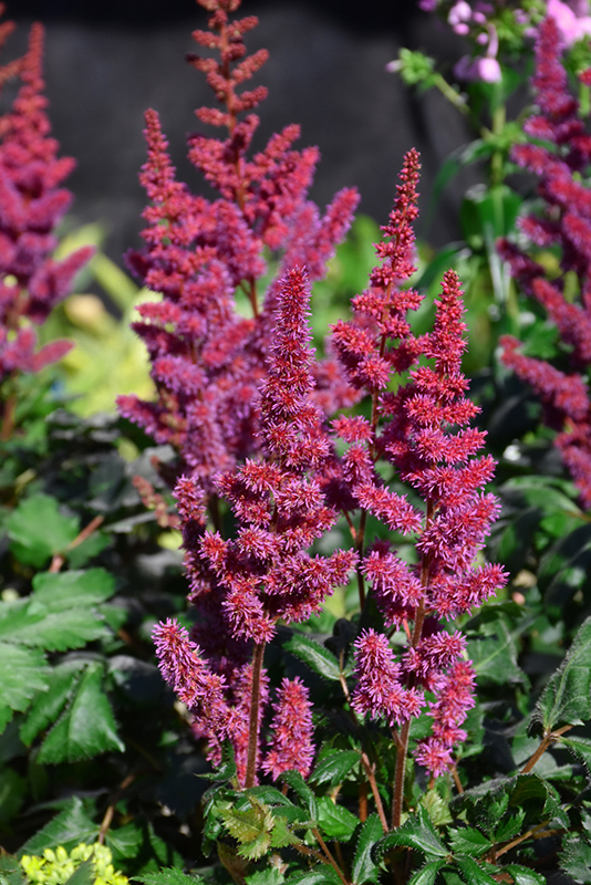 Visions in Red Chinese Astilbe (Astilbe chinensis 'Visions in Red') at Vermeer's Garden Centre
