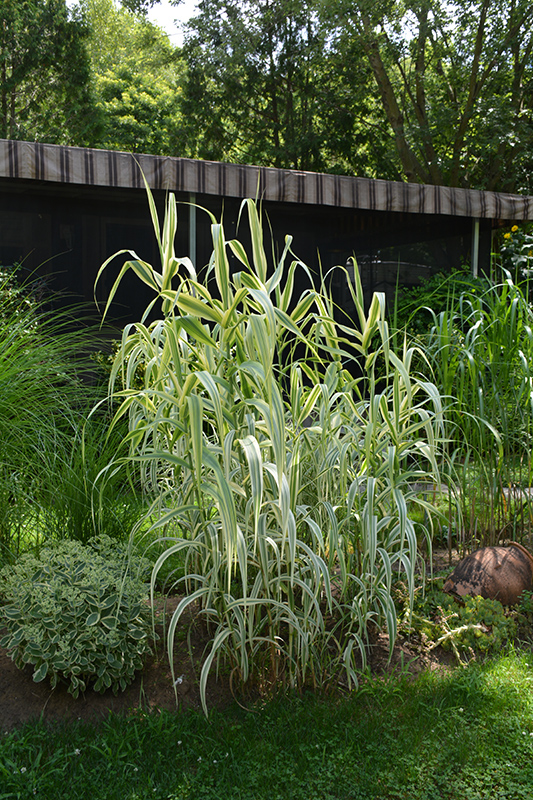 Peppermint Stick Giant Reed Grass (Arundo donax 'Peppermint Stick') at Vermeer's Garden Centre