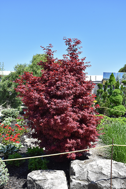 Twombly's Red Sentinel Japanese Maple (Acer palmatum 'Twombly's