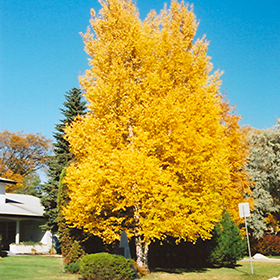 Plant Photo 4