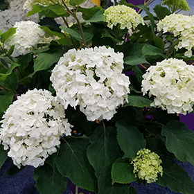 Plant Photo 3
