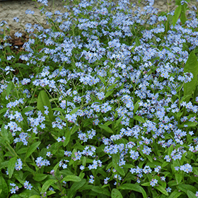 Forget-Me-Not (Myosotis sylvatica) in Welland St. Catherines Ft