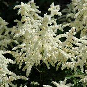 Plant Photo 10