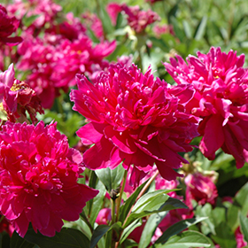 Plant Photo 8