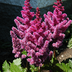Plant Photo 5