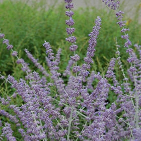 Plant Photo 2