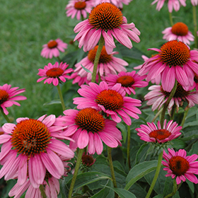 Plant Photo 8
