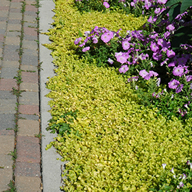Plant Photo 10