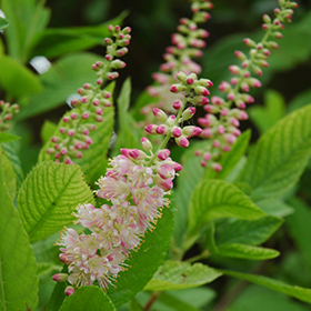 Plant Photo 2