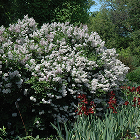 Plant Photo 1
