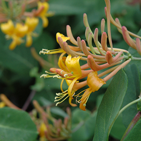 Plant Photo 3