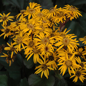 Plant Photo 8