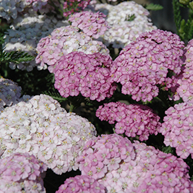 Plant Photo 3