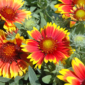 Plant Photo 3