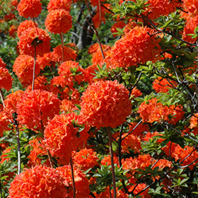 Plant Photo 10
